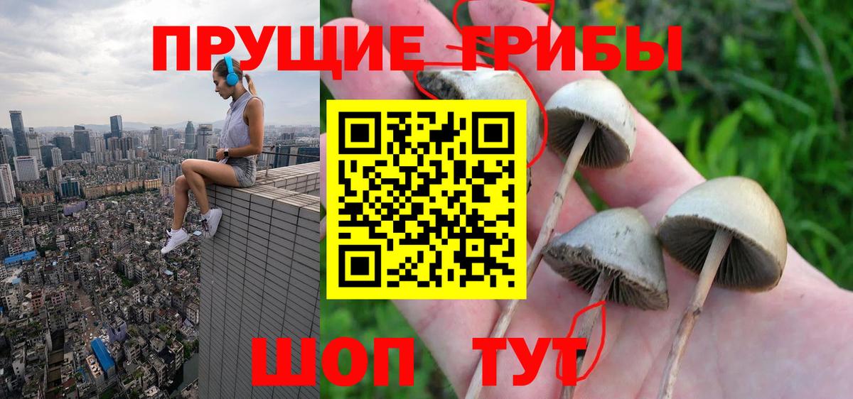 Полысаево  Галлюциногенные грибы прущие грибы  Вход с VPN  Галлюциногенные грибы Psilocybine cubensis 